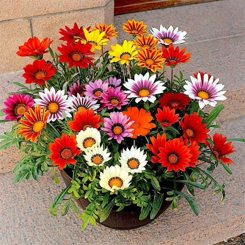 Gazania Mixed Seeds – Kincses Virágkeverék