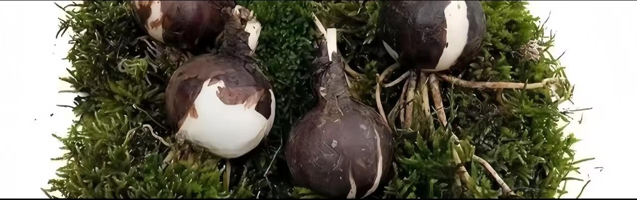 đ VĂĄltsd valĂłra a kĂvĂĄnsĂĄgaidat: KĂvĂĄnsĂĄghagymĂĄk â Egy virĂĄgzĂł csoda minden otthonbađ·