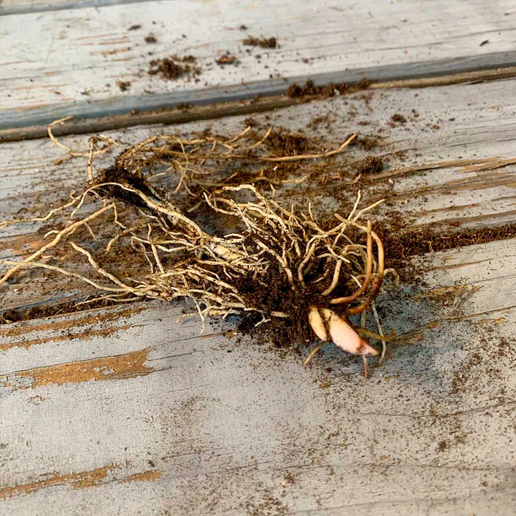 đGYĂNGYLIMĂ â MEGĂRKEZIK A BOLDOGSĂG