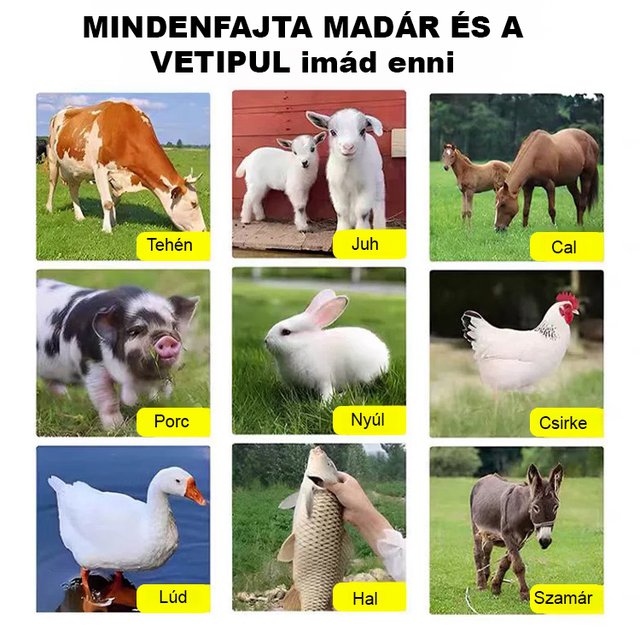 HFH-Importált magas Danwang füves csirke-, szarvasmarha-, juh- és haltenyésztési