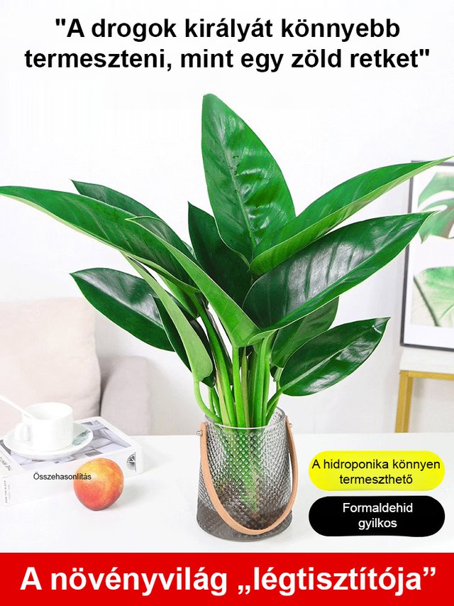 Tüdővédő aranygyémánt zöld növény