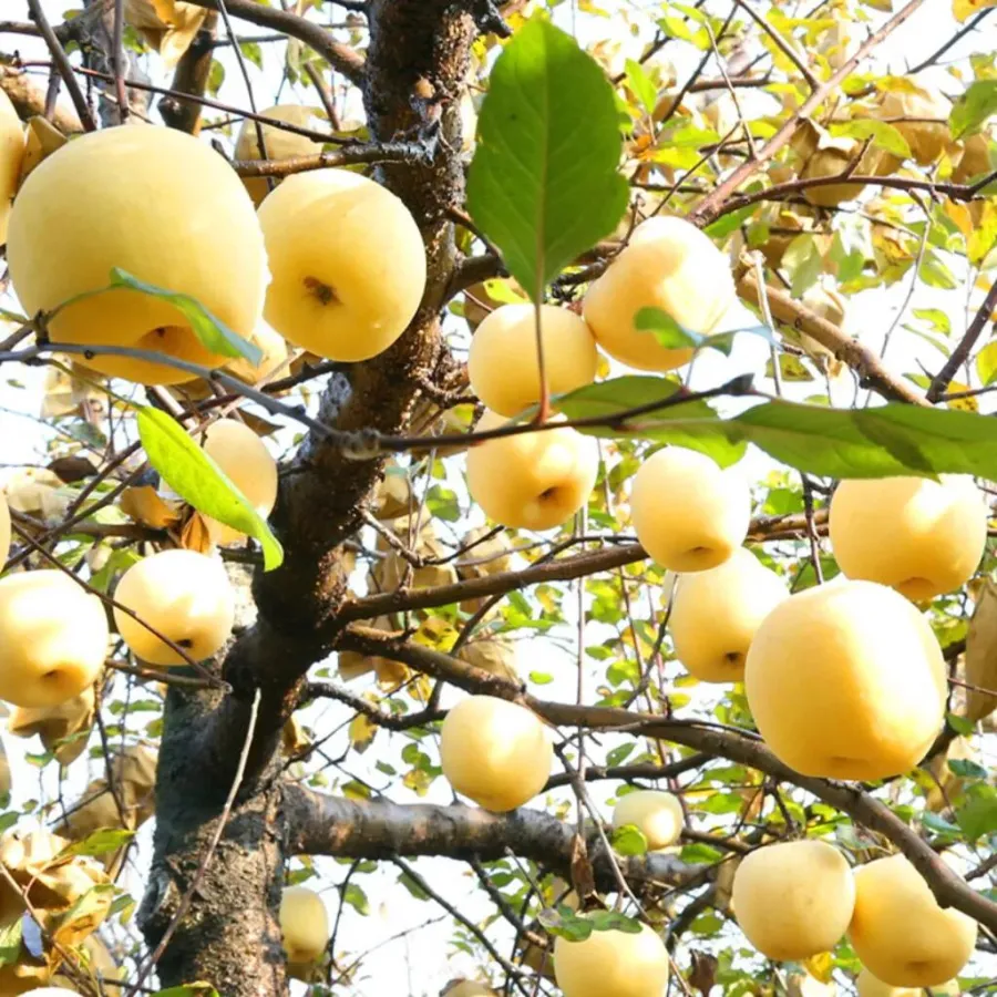 Aranyalma magvak, 90%-os túlélési arány