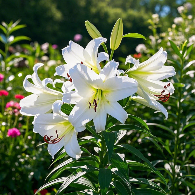 🌺Illatosított liliomhagymák – frissek és édesek