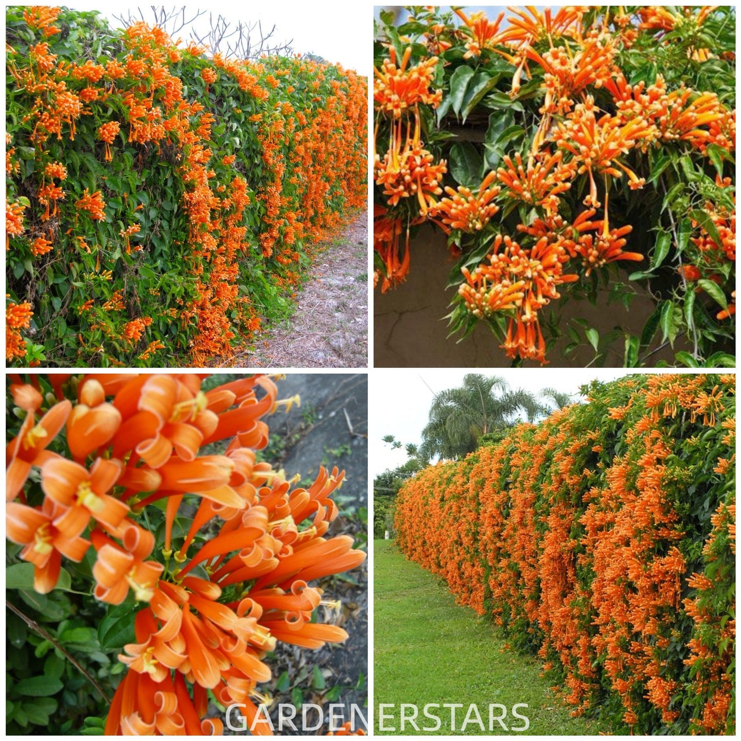 Tűzijáték virágmagok