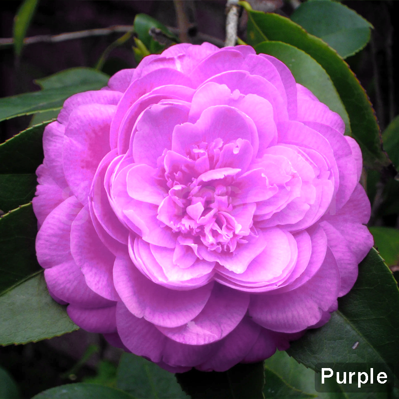 ✨Kamélia virágmagok – 8 romantikus szín, a téli virágzás szépsége