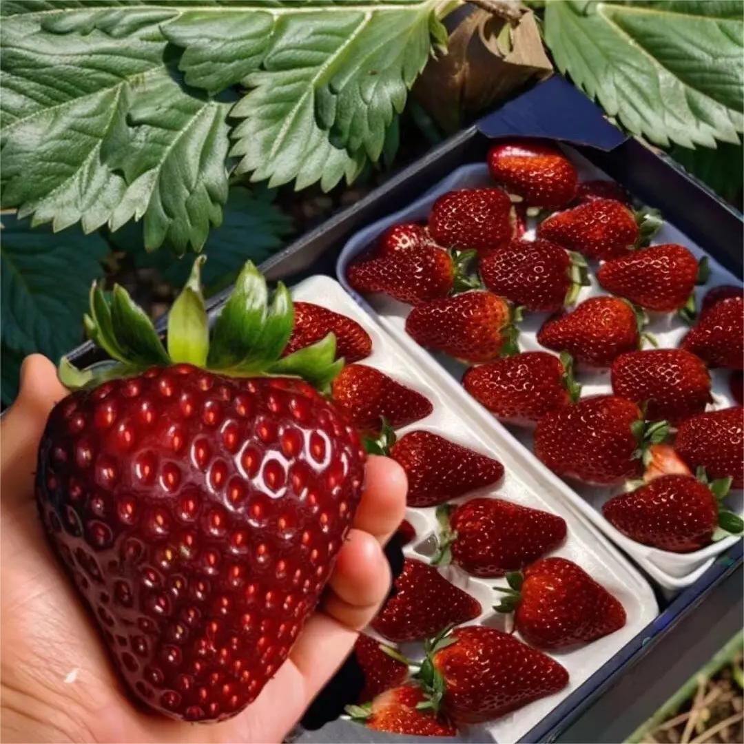 Fekete gyöngy epermagok