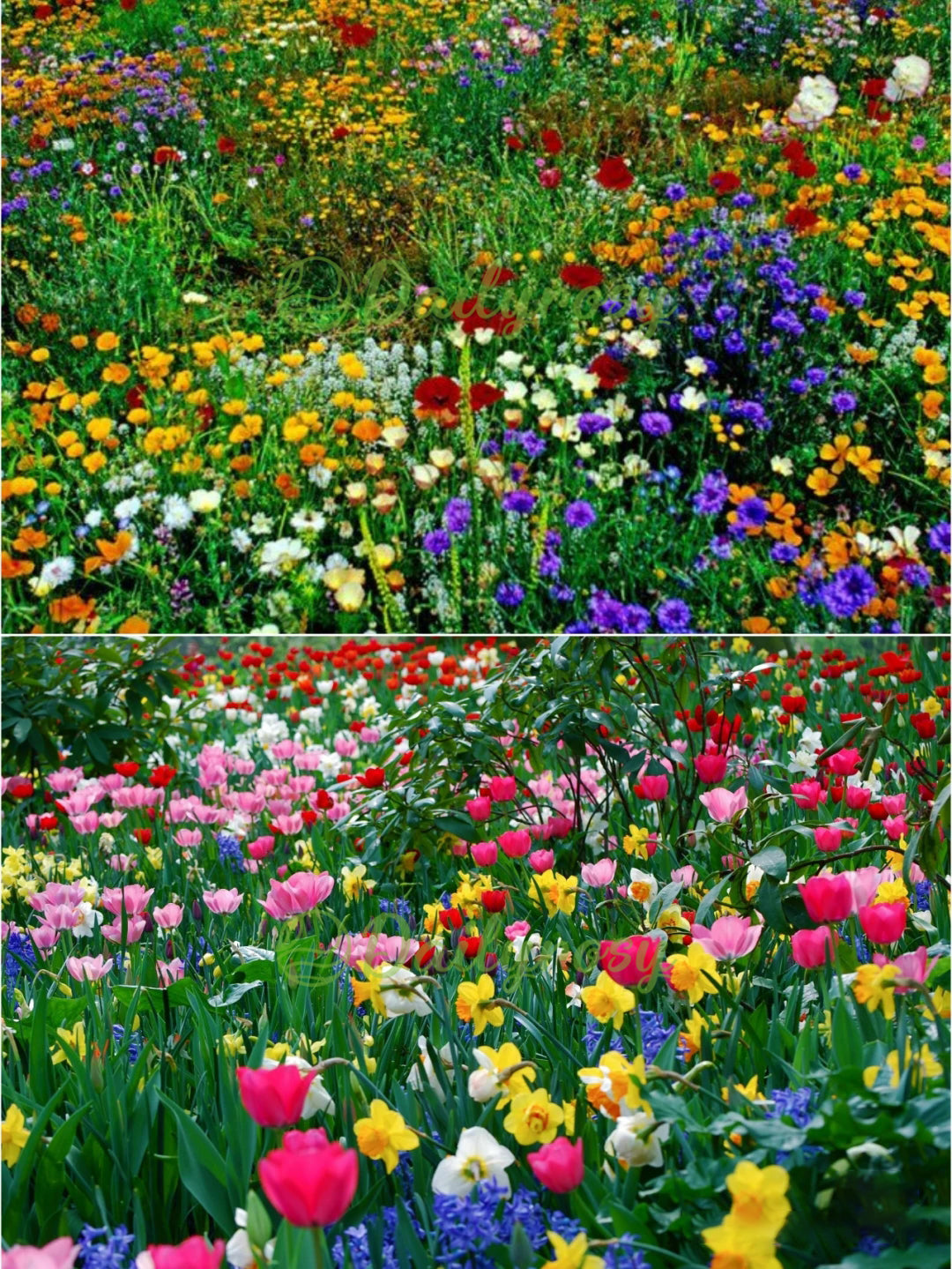 🔥Az akció utolsó napja💐Vegyes évelő virágmagok - több mint 60 vegyes fajta