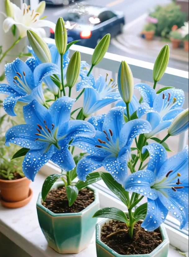 🌺Illatosított liliomhagymák – frissek és édesek