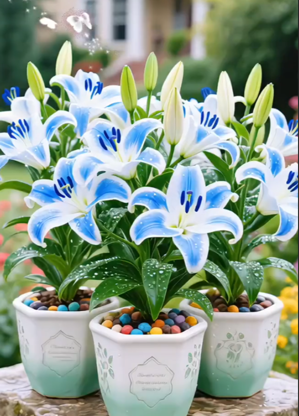 🌺Illatosított liliomhagymák – frissek és édesek