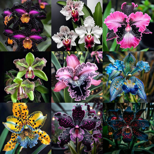 Pillangó írisz magok