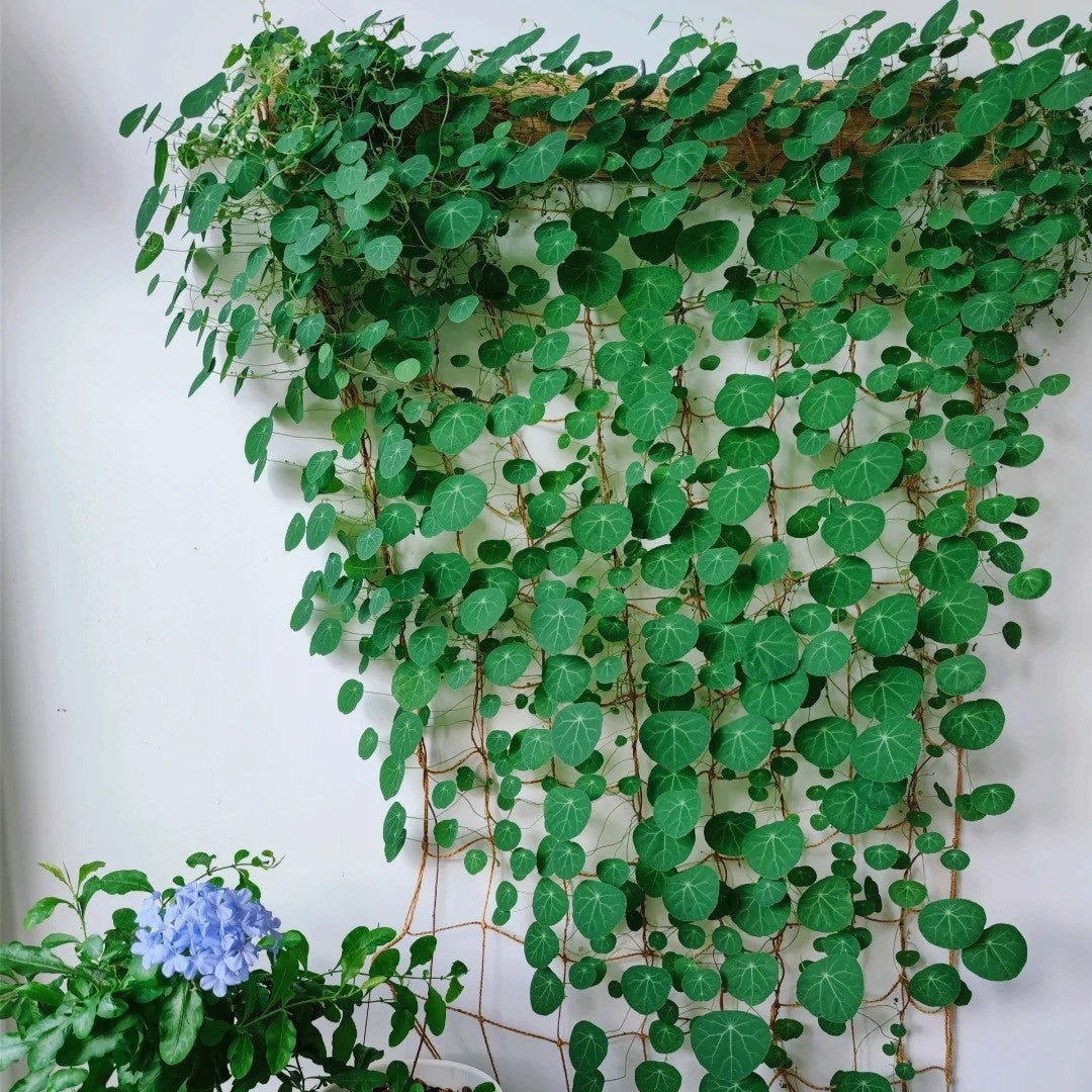 Stephania Erecta: Najsilniejsza roślina doniczkowa dla leniwych