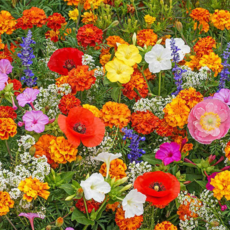 🔥Az akció utolsó napja💐Vegyes évelő virágmagok - több mint 60 vegyes fajta