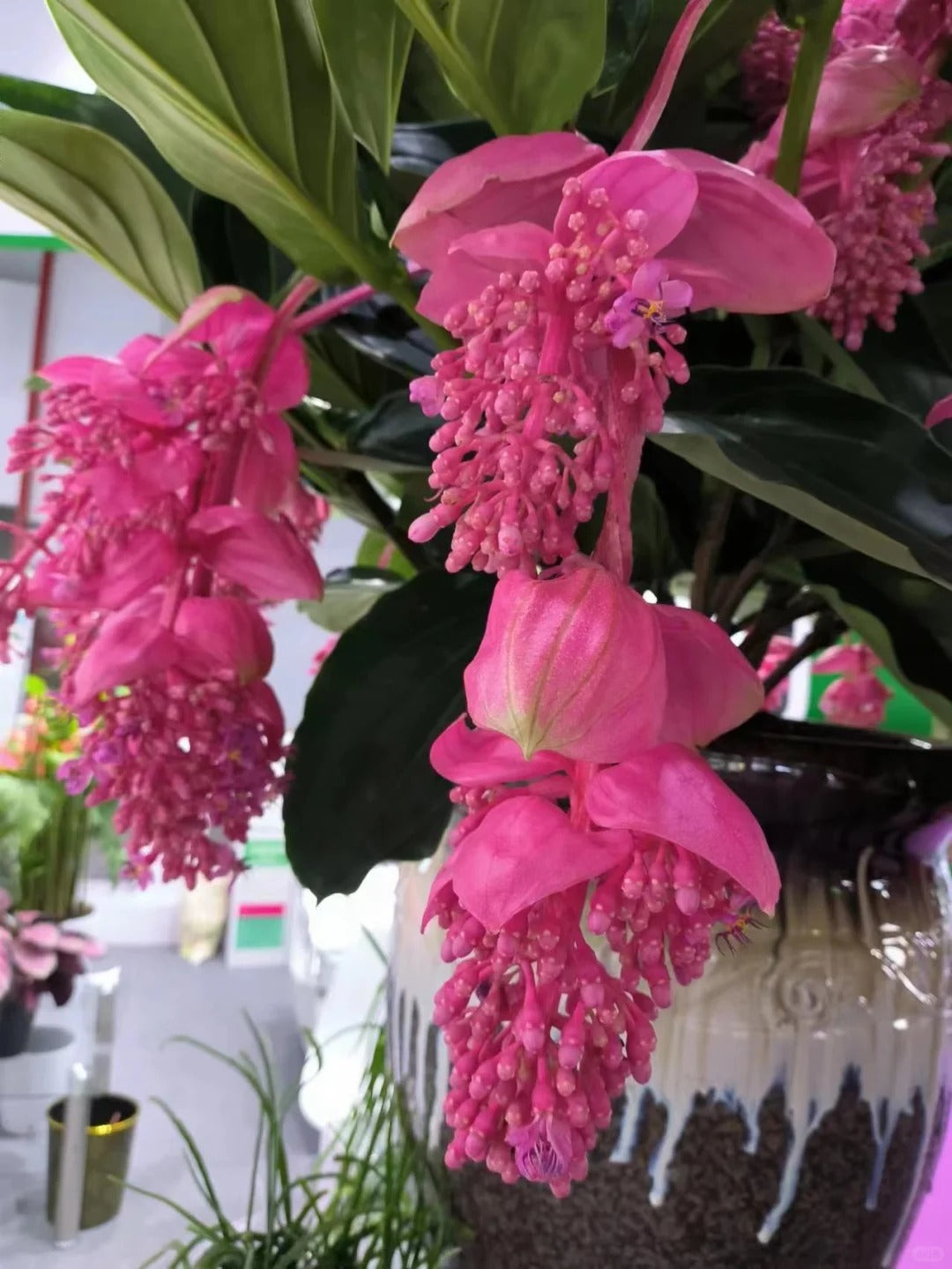 Rózsaszőlő magvak - Növeszd a virágok királynőjét a kertedben