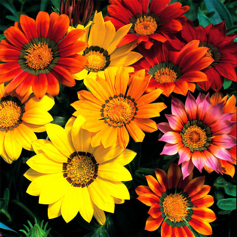 Gazania Mixed Seeds – Kincses Virágkeverék