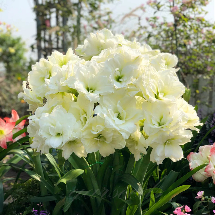 Dupla virágú amarillisz hagymák🌼