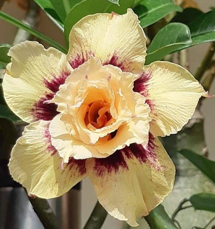 🔥Neveld a Sivatagi Királynőt – most akciós áron!🎁 😍Imád virágozni, hosszú virágzási időszak 🌵 Sivatagi rózsa