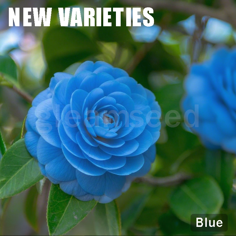 ✨Kamélia virágmagok – 8 romantikus szín, a téli virágzás szépsége