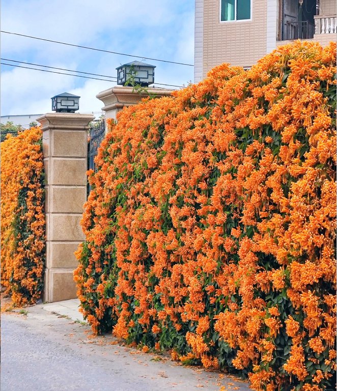 Tűzijáték virágmagok