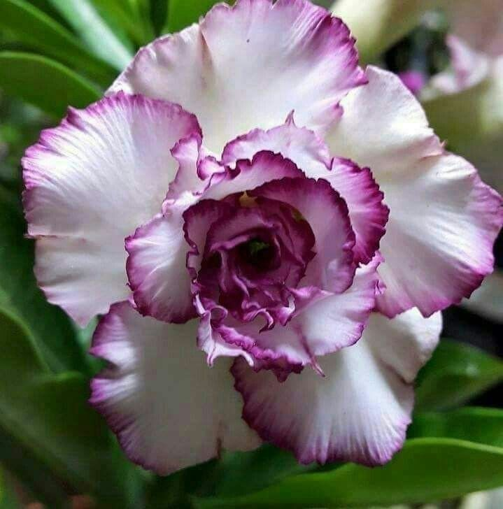 🔥Neveld a Sivatagi Királynőt – most akciós áron!🎁 😍Imád virágozni, hosszú virágzási időszak 🌵 Sivatagi rózsa