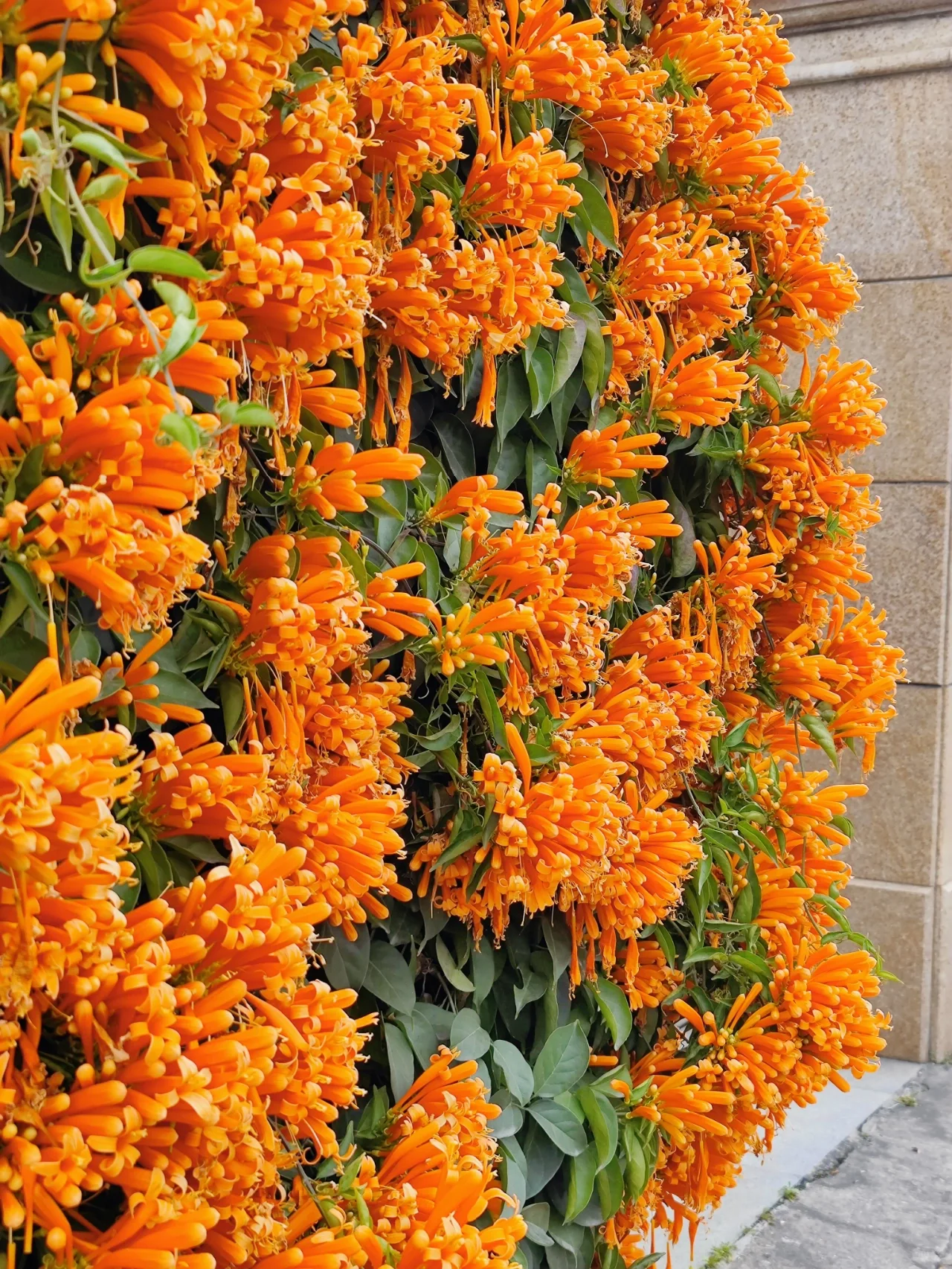 Tűzijáték virágmagok