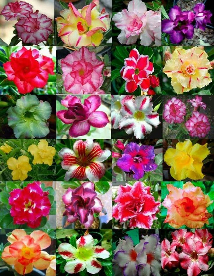 🔥Neveld a Sivatagi Királynőt – most akciós áron!🎁 😍Imád virágozni, hosszú virágzási időszak 🌵 Sivatagi rózsa