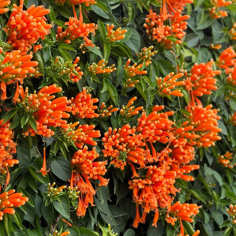 Tűzijáték virágmagok