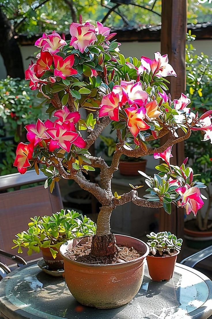 🔥Neveld a Sivatagi Királynőt – most akciós áron!🎁 😍Imád virágozni, hosszú virágzási időszak 🌵 Sivatagi rózsa