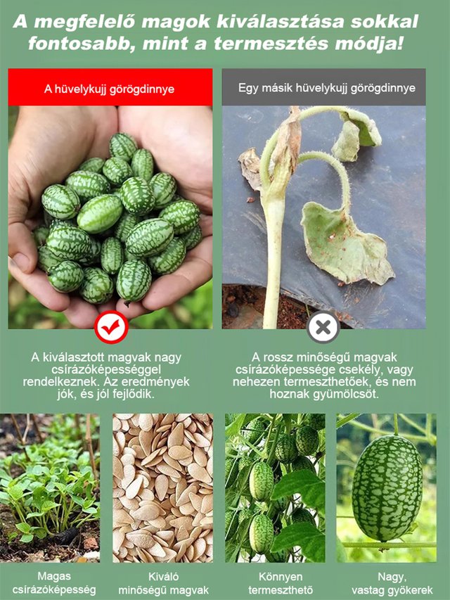Egyszerűen termeszthető: mexikói uborka