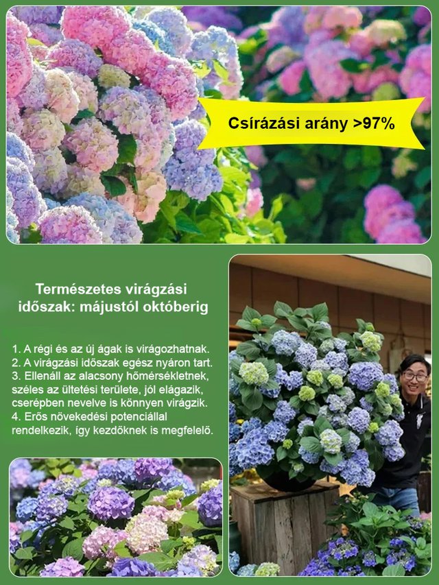 Hortenzia magok négy évszakban virágoznak.