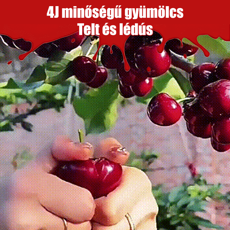 Teljes mértékben importált chilei cseresznye magvak