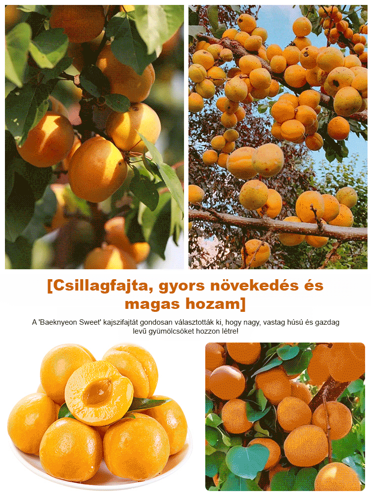 Termő királysárgabarack magvak