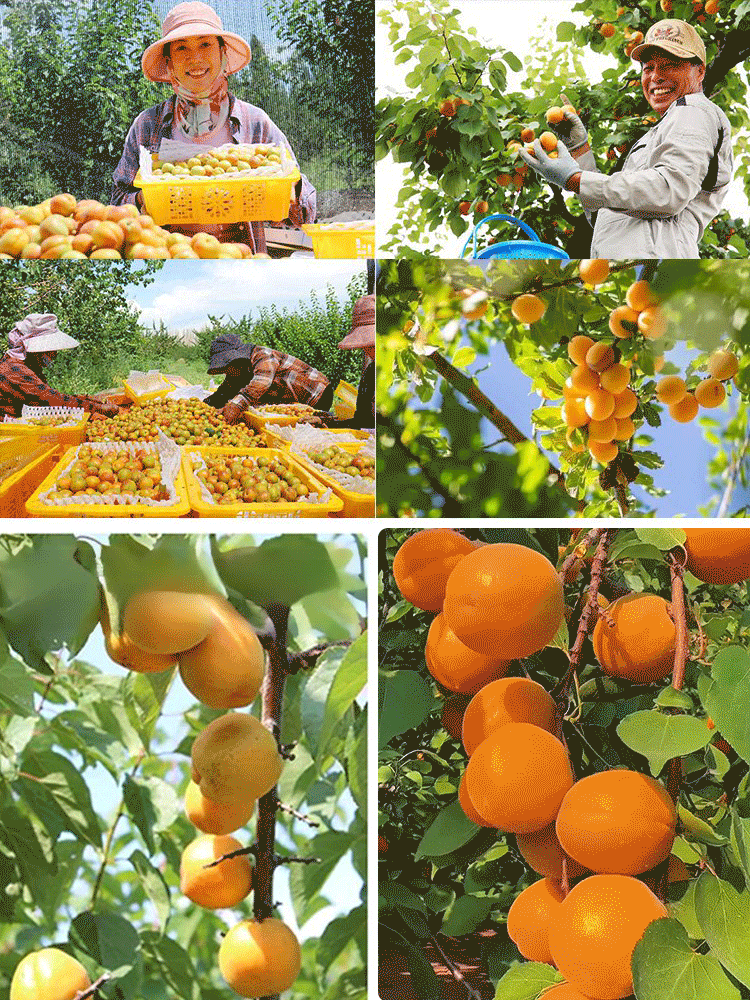 Termő királysárgabarack magvak