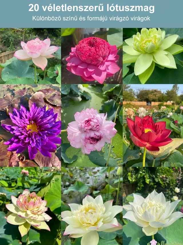 【Átadási gazdagság】 Tisztelet a vízi lótusz.