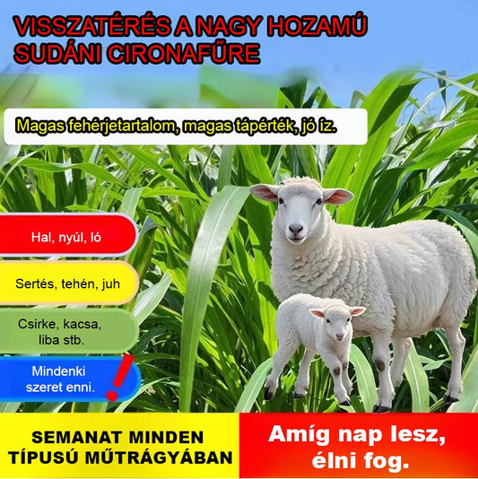 HFH-Importált magas Danwang füves csirke-, szarvasmarha-, juh- és haltenyésztési