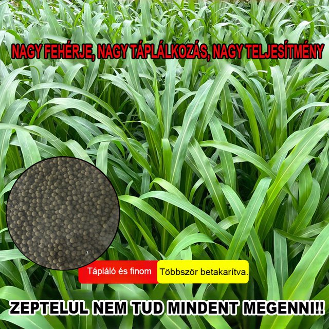 HFH-Importált magas Danwang füves csirke-, szarvasmarha-, juh- és haltenyésztési