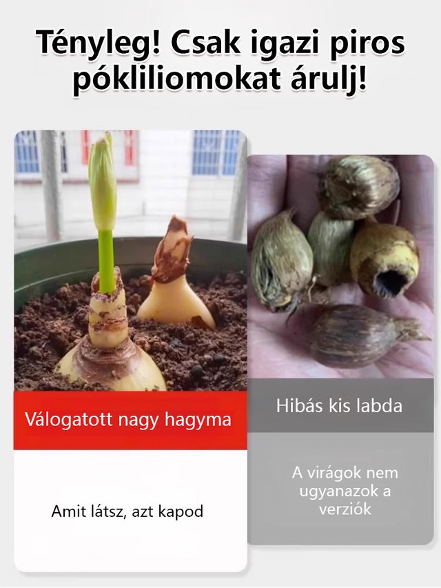 [Pénzhozó és szerencsehozó, illata messzire száll] Kiváló minőségű piros pókliliom magok