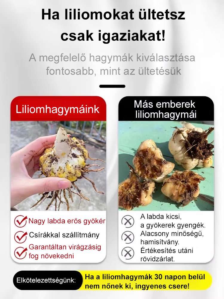 Négy évszak liliom hagymák