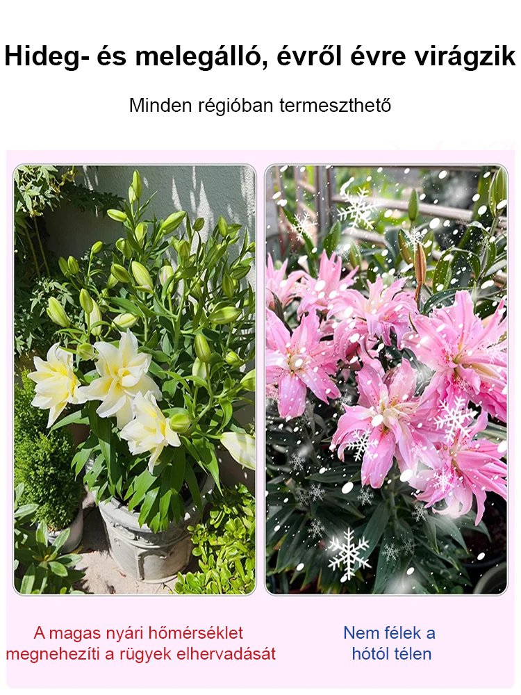 Négy évszak liliom hagymák