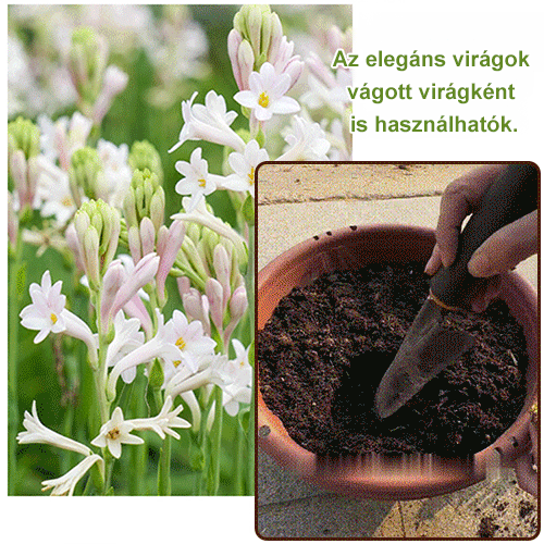 Éjszakai illatú tuberóza hagyma virág