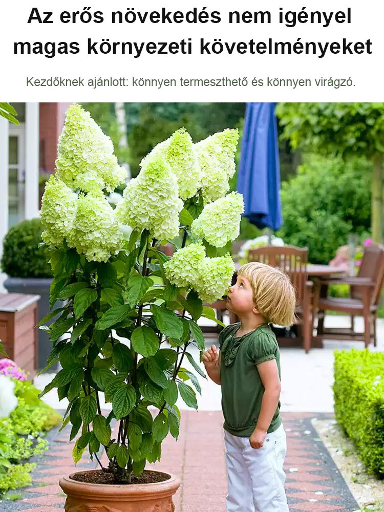 Négy évszakos eper hortenzia magok