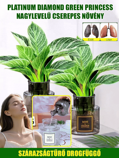 【Szárazságtűrő mérgekirály】Platina-gyémánt-zöld hercegnő nagy levelű cserepes növény