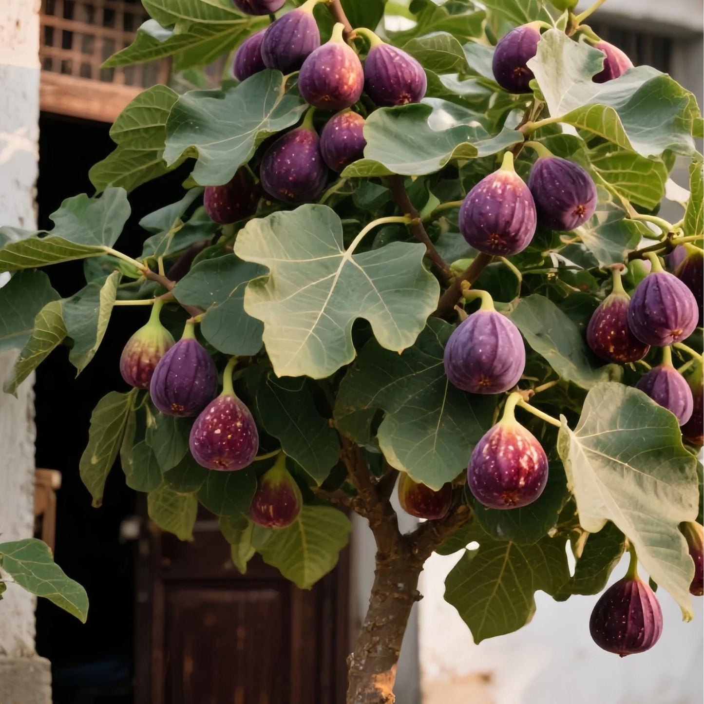 SweetHarvest fügemagok