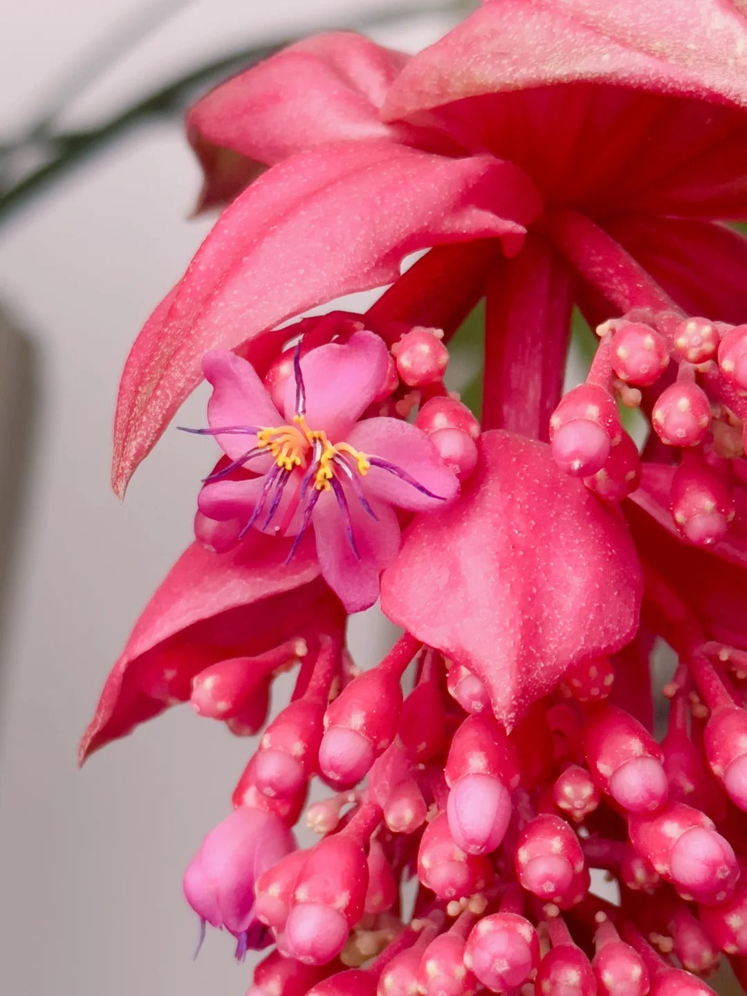 Rózsaszőlő magvak - Növeszd a virágok királynőjét a kertedben