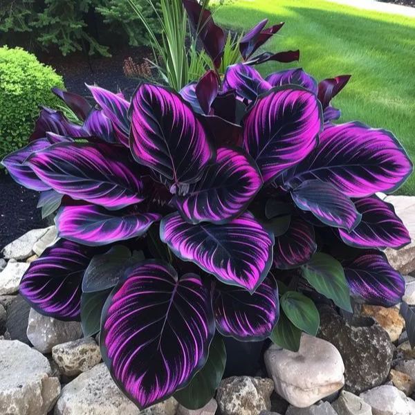 🌿 Színes hosta magok – az árnyék királya a kertben! 🌿