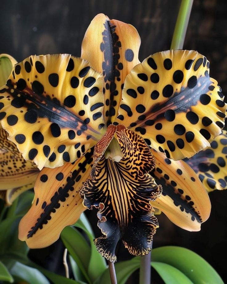 Pillangó írisz magok