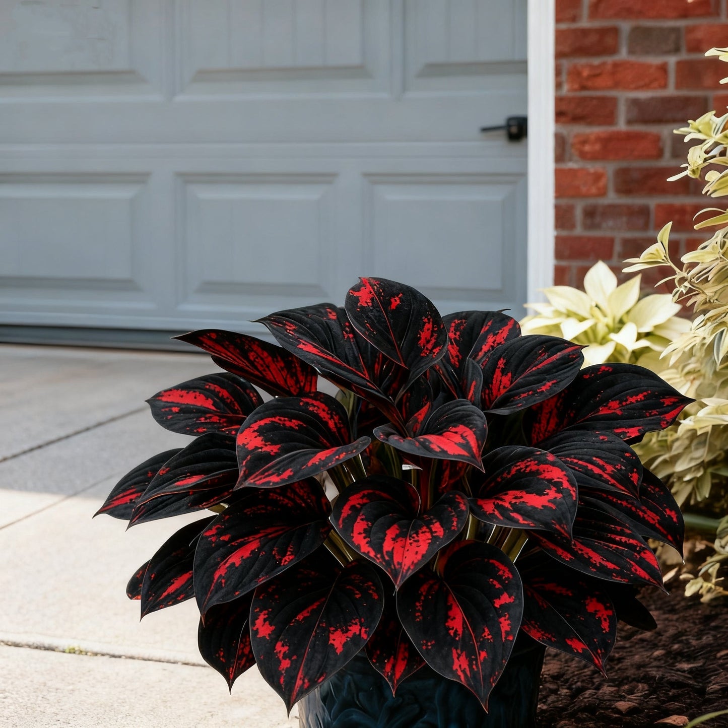 🌈🔥 Limitált kiadású Szivárványos Láng Hosták - Ritka Többszínű Lombozat, Kizárólag Üzletünkben 🌸