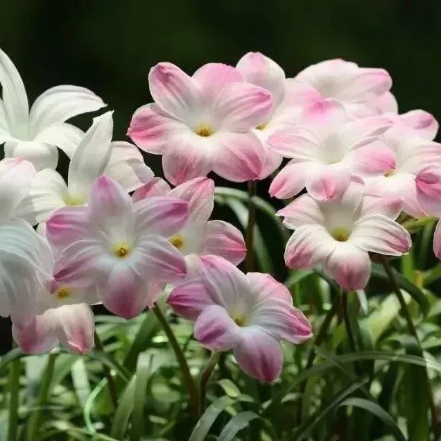 Esőorchidea hagymák – virágzás egy újabb eső után