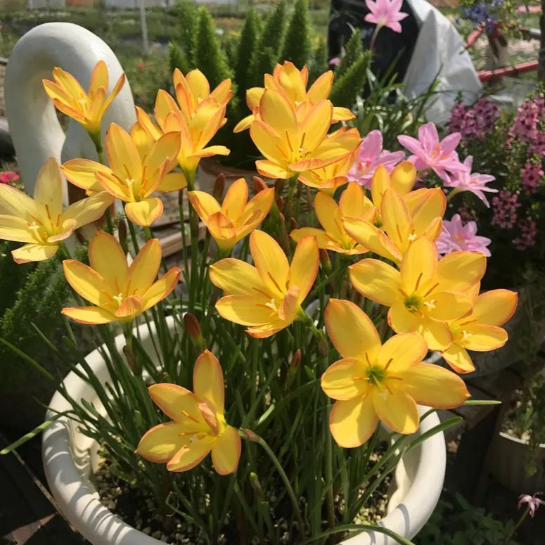 Esőorchidea hagymák – virágzás egy újabb eső után