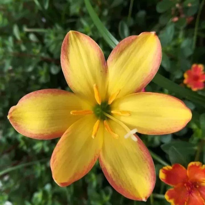 Esőorchidea hagymák – virágzás egy újabb eső után