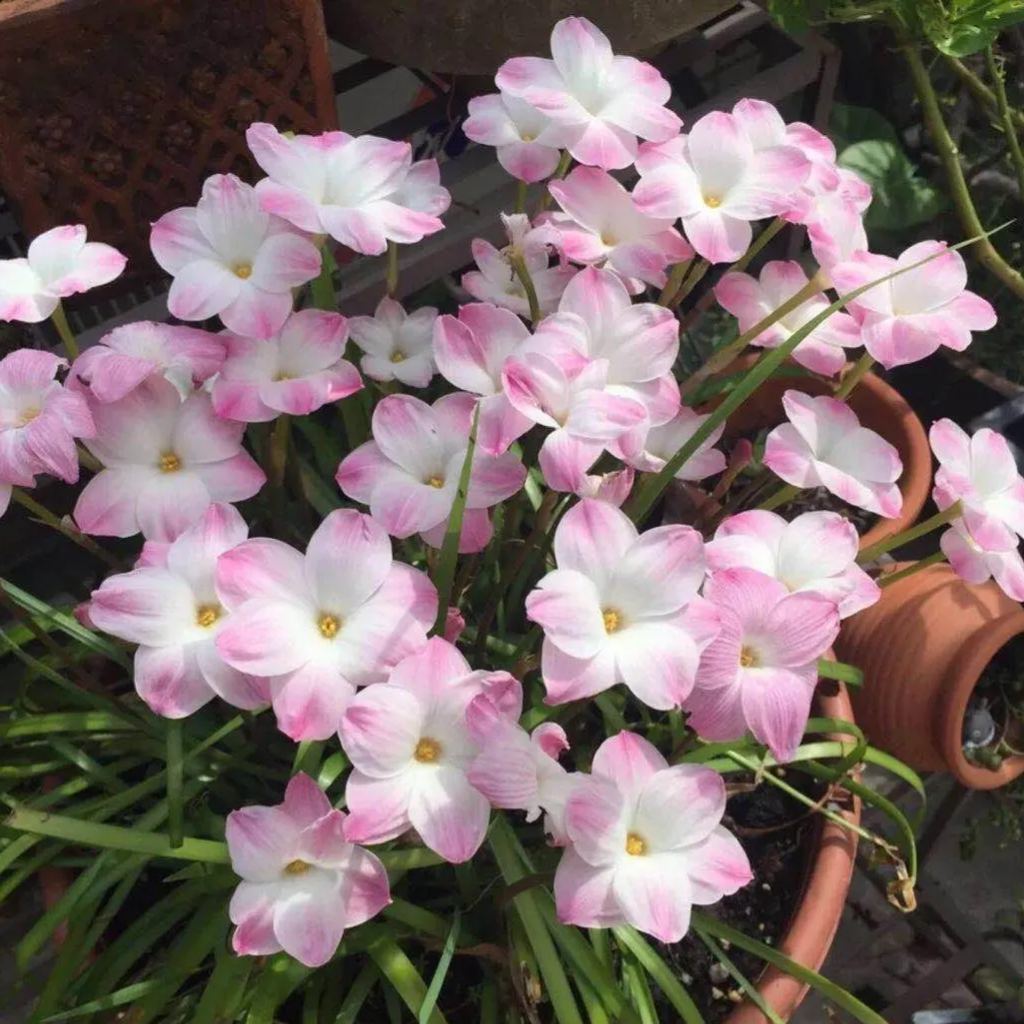 Esőorchidea hagymák – virágzás egy újabb eső után